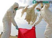 Ảnh Con chó đầu tiên chết vì cúm gà