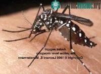 Ảnh Sốt xuất huyết Dengue