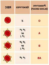 Ảnh Nhóm máu và đời sống vợ chồng