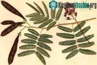 Ảnh Thuốc chữa đau răng từ thảo dược