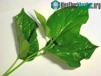 Ảnh Chữa bệnh đơn giản bằng lá lốt