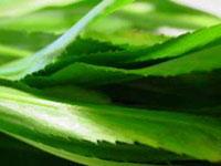Ảnh Chữa hôi miệng bằng cây lá