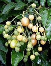 Ảnh Quả hồng bì chữa bệnh