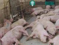 Ảnh Việt Nam: Chưa có trường hợp bị lở mồm ở người