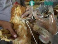 Ảnh Việt Nam sản xuất vắc-xin H5N1 cho gia cầm