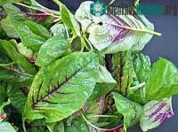 Ảnh Hoa quả không thể thay thế cho rau
