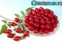Ảnh Ăn cà chua nấu chín chống được bệnh tim mạch