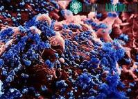 Ảnh Virus H5N1 sống được sáu ngày