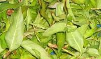 Ảnh Coi chừng mù vì sán