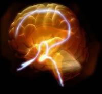Ảnh Khối lượng của não có quan hệ với trí thông minh?