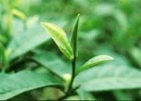 Ảnh Búp lá mùa xuân - vị thuốc dân dã