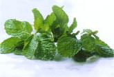 Ảnh Chọn thảo mộc để xông hơi