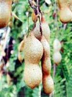 Ảnh Ô mai cũng là thuốc