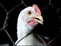 Ảnh Thành tố chết người trong H5N1