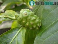 Ảnh Sử dụng rễ nhàu trong y học cổ truyền