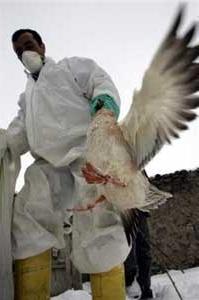 Ảnh Đột biến ở H5N1 tại Thổ Nhĩ Kỳ