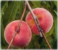 Ảnh Vị thuốc từ quả đào