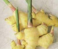 Ảnh Gừng trị trứng viêm mũi
