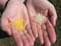 Ảnh Đẩy mạnh nghiên cứu giống “gạo vàng”