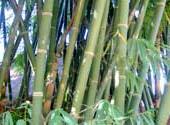 Ảnh 15 bài thuốc từ cây tre