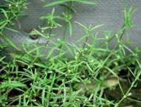Ảnh Thảo dược chữa ung thư