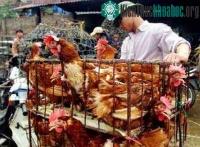 Ảnh Thanh Hóa tiếp tục phát dịch