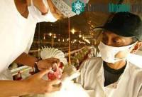 Ảnh Không tiêu huỷ gia cầm giống trong vùng dịch