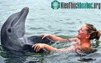 Ảnh Cá heo trị suy nhược thần kinh