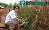 Ảnh Độc đáo "công nghệ" xử lý nước thải bệnh viện bằng cây lau sậy