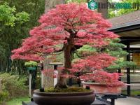 Ảnh Lịch sử, ý nghĩa, các thế bon sai và bộ sưu tập 30 cây bon sai tuyệt đẹp