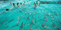 Ảnh Nơi con người thoải mái bơi cùng cá mập