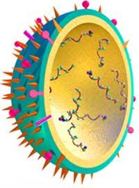 Ảnh Virus H5N1 ở Việt Nam đã giảm độc lực