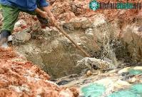 Ảnh Nỗi lo... phân gà