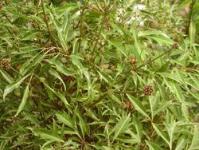 Ảnh Cây Đinh Lăng - vị thuốc quý