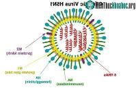 Ảnh Văcxin phòng H5N1 sẽ vô dụng với đại dịch