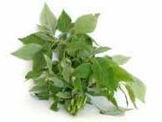 Ảnh Chữa cảm cúm bằng xông và tắm hơi thuốc
