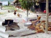 Ảnh Bà Rịa - Vũng Tàu: Gà bắt đầu chết hàng loạt!