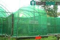 Ảnh Không có văcxin ngừa H5N1 cho chim chóc