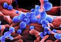 Ảnh Lần đầu tiên công bố bức ảnh về virus cúm gia cầm