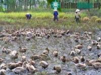 Ảnh Đồng Tháp Mười: Vịt chạy... tràn đồng!