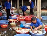 Ảnh Trước nguy cơ đại dịch cúm toàn cầu: Ngổn ngang trăm mối
