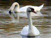 Ảnh H5N1 đến Croatia