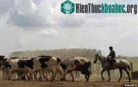 Ảnh Sản xuất nhiên liệu từ khí ợ hơi của bò