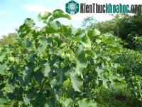 Ảnh Dự án biến sa mạc thành… rừng