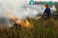 Ảnh Indonesia nhờ Nga, Nhật giúp khống chế cháy gây mù khô