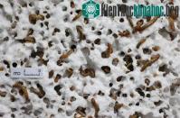 Ảnh Sâu gạo ăn nhựa - giải pháp giảm thiểu chôn lấp rác?