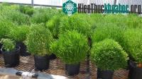 Ảnh Thử nghiệm nhiên liệu sinh học từ thực vật sa mạc