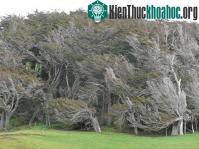 Ảnh Kỳ lạ vùng đất cây cối nghiêng ngả như sóng
