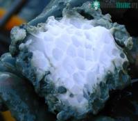 Ảnh Dòng hải lưu ấm Gulf Stream đang giải phóng methane từ đáy biển