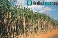 Ảnh 6 loại nhiên liệu sinh học tốt nhất